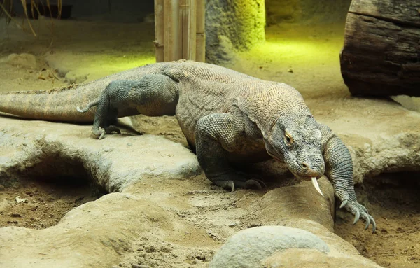 Komodo Dragon Varanus Komodoensis Large Reptile Walking Its Enclosure — Stock Photo, Image