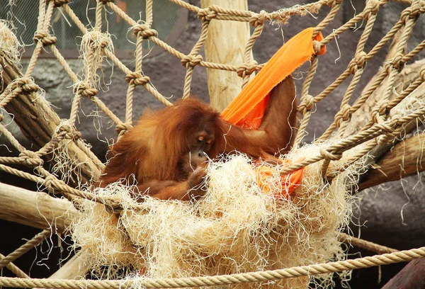 Orang Utan Pongo Abelii Construisant Son Nid Dans Zoo — Photo
