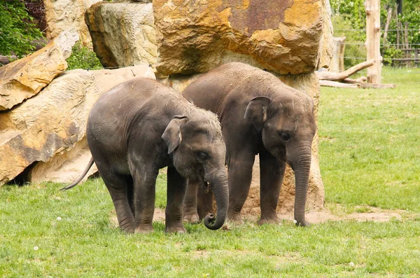 Two Young Asian Elephants Elephas Maximus — Stock Photo, Image