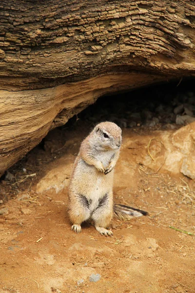 Schattig Cape Grondeekhoorn Xerus Inauris Staande Zijn Achterpoten — Stockfoto