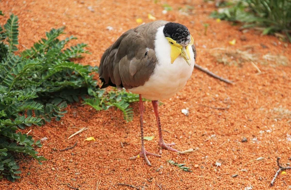 masked lapwing (Vanellus miles), exotic bird with yellow wattle