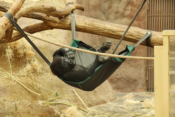 Gorille Femelle Ayant Repos Dans Hamac Dans Zoo — Photo