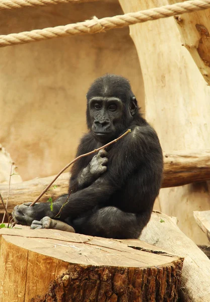young gorilla living in captivity sitting on the stump and eating some twigs
