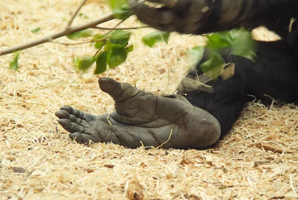 Pied Mignon Gorille Dans Zoo — Photo