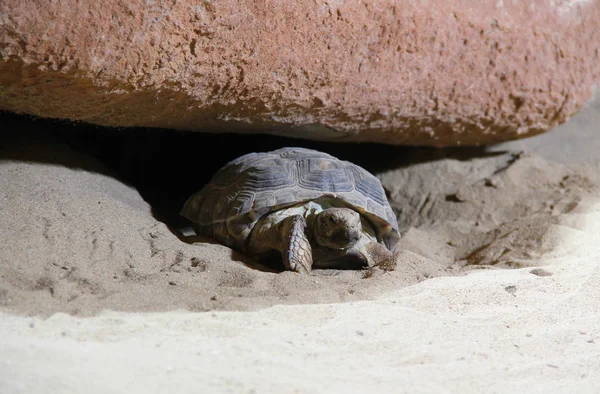 Tartaruga Nel Terrario Con Sabbia Rocce — Foto Stock