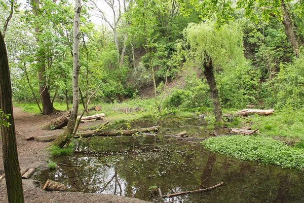 Moorsee Mit Einigen Bäumen Die Aus Dem Wasser Der Nähe — Stockfoto