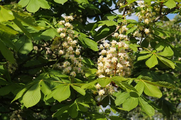 Zweig Eines Kastanienbaums Mit Schönen Weißen Blüten — Stockfoto
