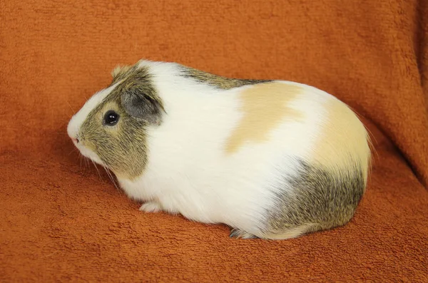 Cute Brown White Beige Guinea Pig Blanket — Stock Photo, Image