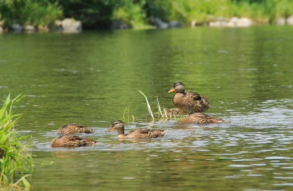 Grupo Patos Reais Nadando Água Deles Raso — Fotografia de Stock