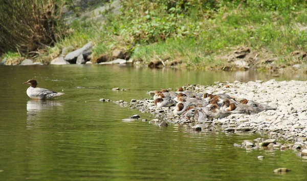 Wielu Młodych Wspólnych Szlacharów Goosander Mergus Merganser Odpoczynku Brzegu Rzeki — Zdjęcie stockowe