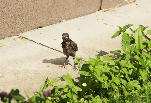 Крошечная Черная Птица Turdus Merula Маленькая Птичка — стоковое фото