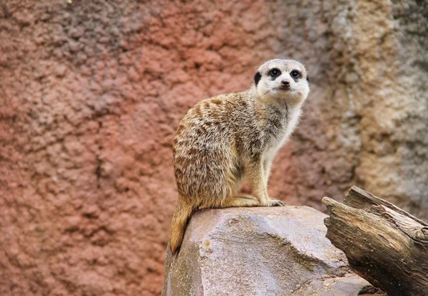 Schattige Meerkat Suricata Suricatta Zittend Rots Bewaken — Stockfoto