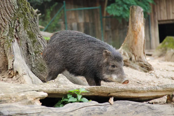 Wit Lipped Peccary Tayassu Pecari Leven Gevangenschap — Stockfoto