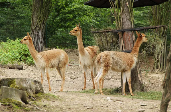 Skupina Vikuní Vicugna Vicugna Stravování Hej Zoo — Stock fotografie