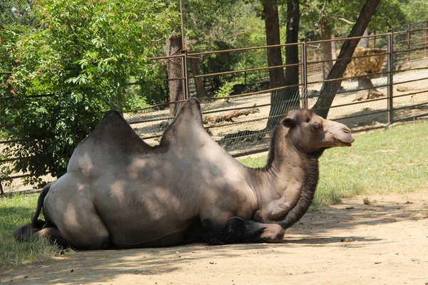 Velbloud Bactrian Camelus Bactrianus Který Odpočinek Venkovním Prostoru Zoo — Stock fotografie