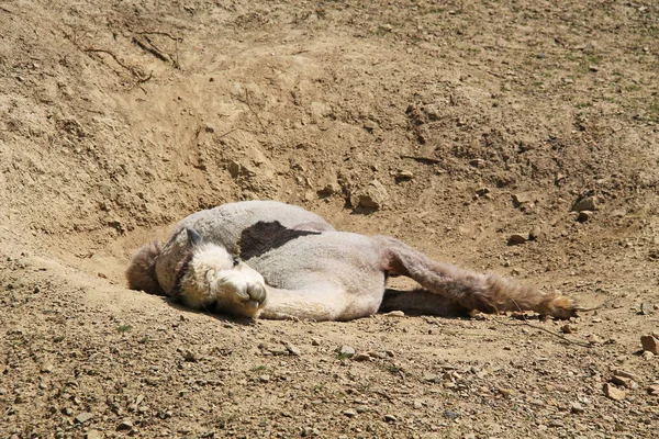 Alpakové Vicugna Pacos Který Spí Písčitém Terénu — Stock fotografie