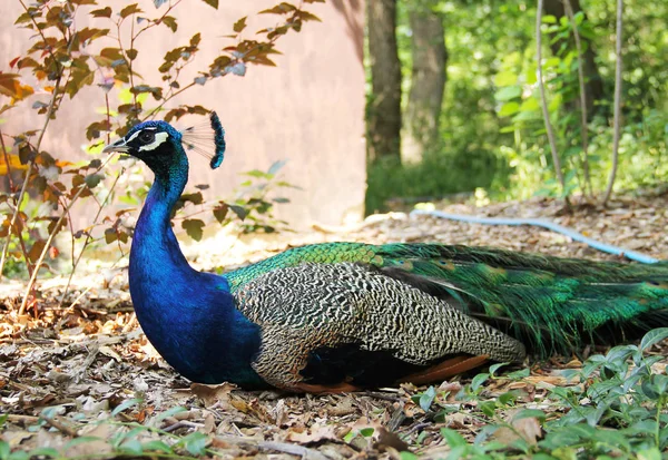 Mâle Paon Indien Coloré Paon Pavo Cristatus Ayant Repos — Photo