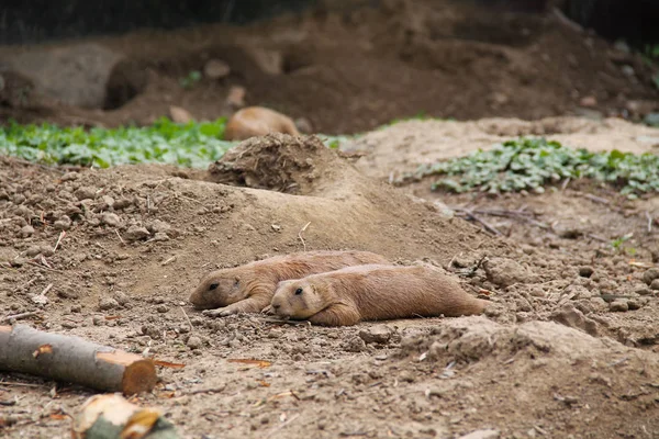 Schattige Prairie Honden Cynomys Ludovicianus Rusten — Stockfoto