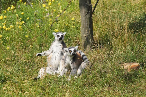 Niedliches Paar Ringelschwanzlemuren Lemurenkatzen Die Zusammen Sitzen Und Sich Der — Stockfoto