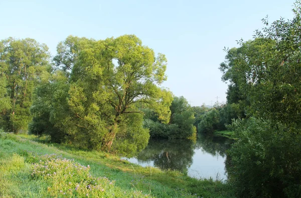 Svratka Rivier Stroomt Door Zomer Natuur Tsjechische Republiek — Stockfoto