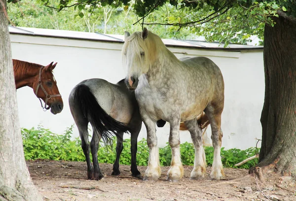 Group Horses Various Breeds — Stock Photo, Image