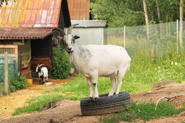 White Goat Playing Old Tyre — Stock Photo, Image