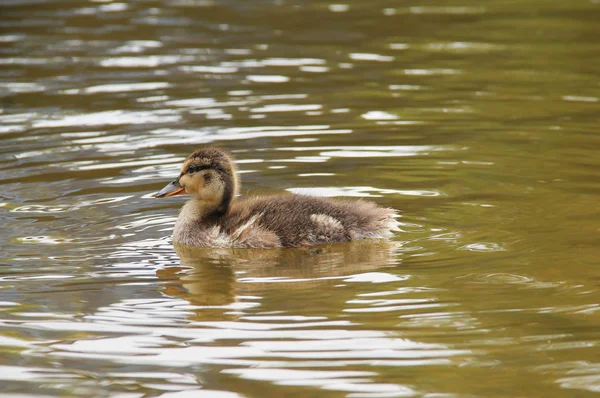 Kleines Flauschiges Entlein Schwimmt Wasser — Stockfoto