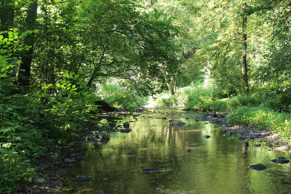 Flod Som Rinner Genom Den Gröna Skogen Sommaren — Stockfoto