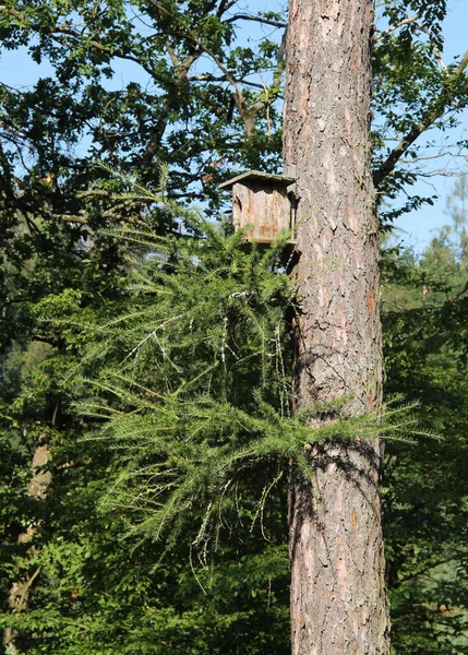 Caixa Nidificação Madeira Árvore Lariço — Fotografia de Stock