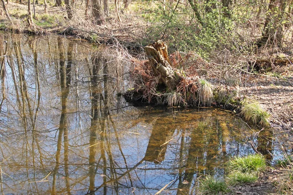 ムーアランドの湖のほとりにある木の古い腐った切り株 — ストック写真