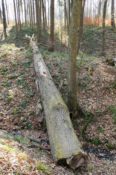 Grand Vieil Arbre Tombé Travers Ruisseau Dans Forêt — Photo