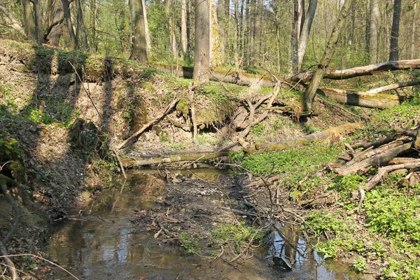 Enger Bach Fließt Frühling Durch Den Wald — Stockfoto