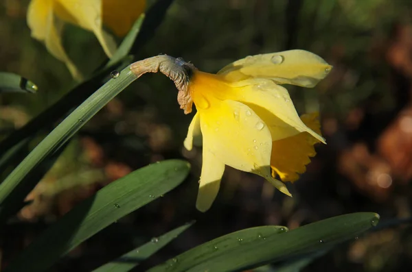 Zamknij Zdjęcie Żółtego Kwiatu Żonkila Kroplami Wody — Zdjęcie stockowe