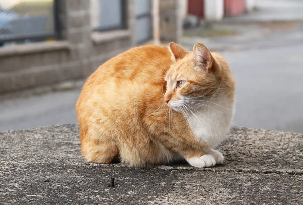 Gato Gengibre Bonito Com Patas Brancas — Fotografia de Stock