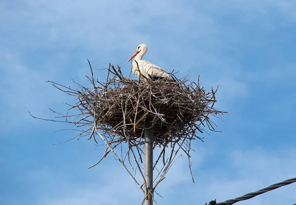 Witte Ooievaar Ciconia Ciconia Zittend Zijn Nest — Stockfoto