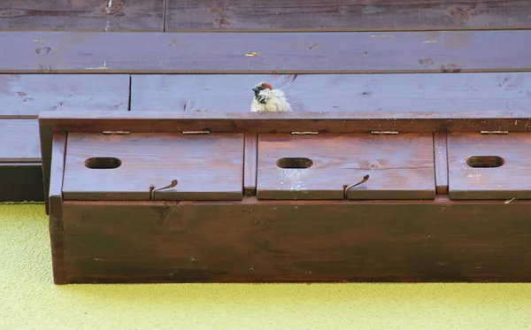 Sparrows Nesting Nesting Boxes Building — Stock Photo, Image