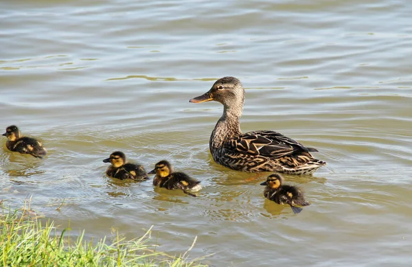 Madre Pato Con Poco Lindo Patitos Nadando Agua —  Fotos de Stock