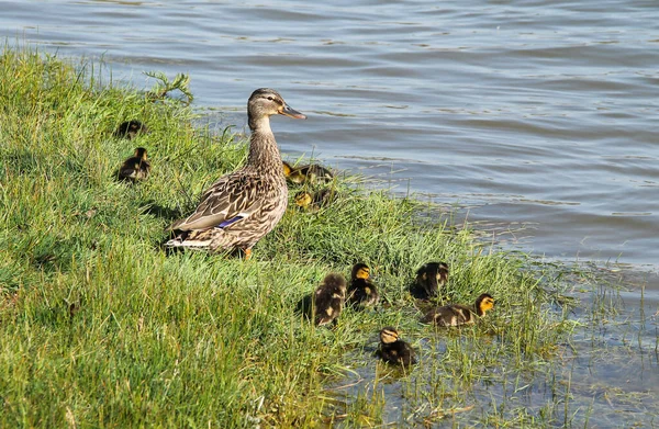 母ダック池のほとりでかわいいアヒルと一緒に — ストック写真