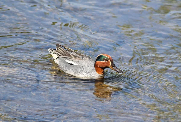 Běžné Teal Anas Crecca Plavání Vodě — Stock fotografie