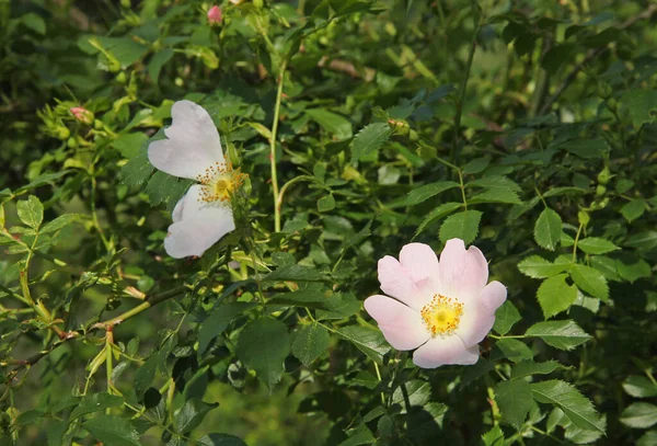 Tender Pink Blooms Eglantine Bush — Stock Photo, Image