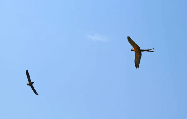 Ara Ararauna Και Κάποιο Άλλο Κατοικίδιο Ζώο Παπαγάλος Ελεύθερη Πτήση — Φωτογραφία Αρχείου