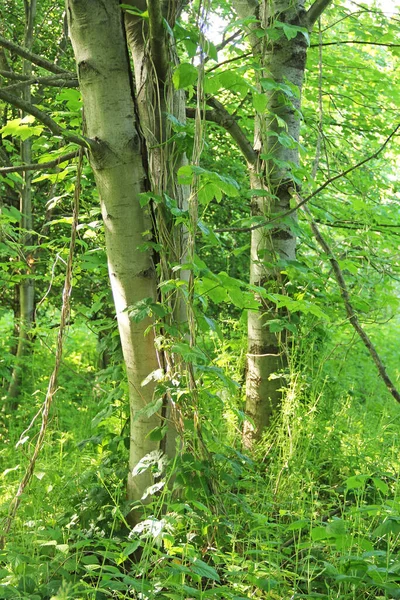 Árvores Com Plantas Vinícolas Outras Verduras Verão República Checa — Fotografia de Stock
