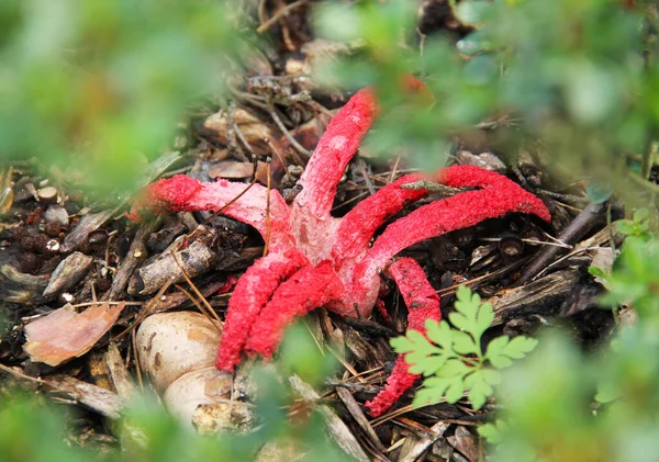 奇妙な真菌タコスティンクホーン クラウス アルケリ — ストック写真
