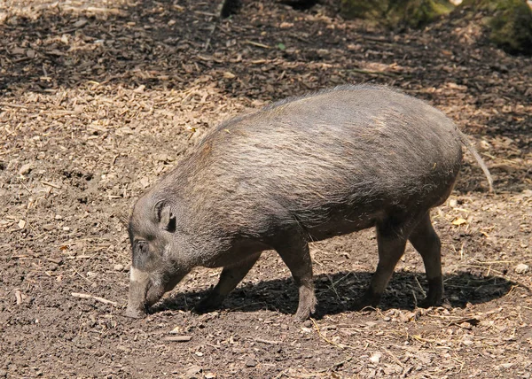 Visayaans Wrattenzwijn Sus Cebifrons Zoek Naar Voedsel — Stockfoto