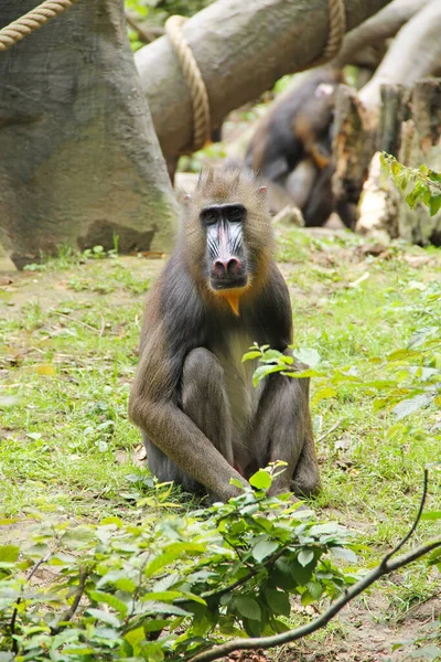 マンドリル女性はZooの屋外エンクロージャに座って — ストック写真