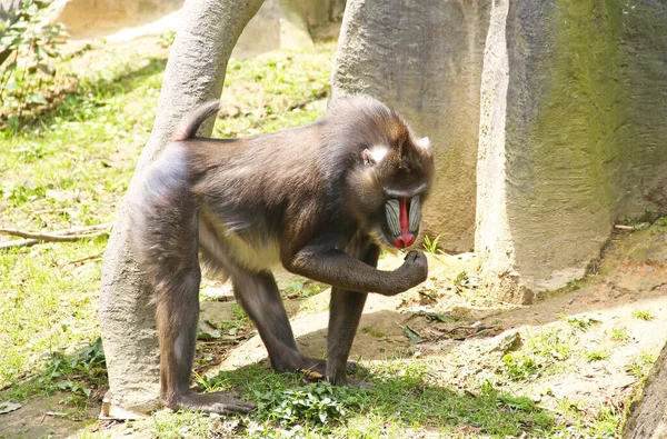 Mandrillo Maschio Mangiare Qualcosa Nel Recinto Esterno Nello Zoo — Foto Stock