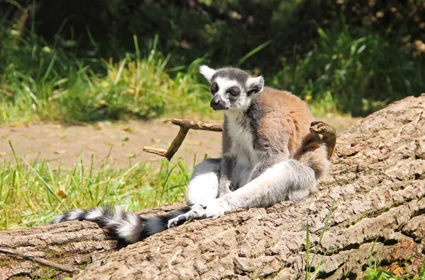 Niedlicher Ringelschwanzmaki Lemur Catta Sitzt Auf Dem Umgestürzten Baumstamm — Stockfoto