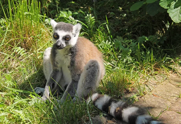 Roztomilý Lemur Kroužkovým Ocasem Lemur Catta Sedící Trávě — Stock fotografie