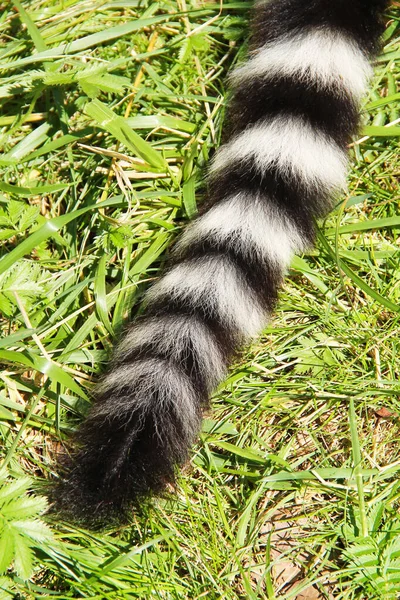 black and white striped tail of ring-tailed lemur