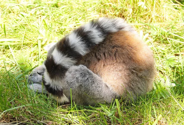 Niedliche Ringelschwanzmaki Eine Flauschige Kugel Gebunkert — Stockfoto